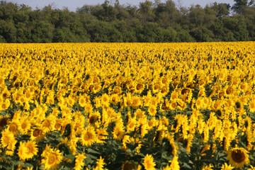 Obraz premium field of sunflowers