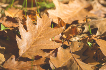 Brown leaves on the ground in the autumn sunlight as background, texture, pattern.