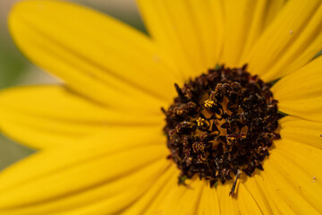 yellow flower close up