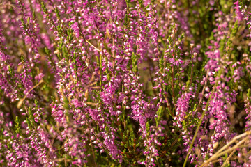 Heather blooms in the famous Lüneburger heath