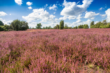 Fototapeta na wymiar Heather blooms in the famous Lüneburger heath