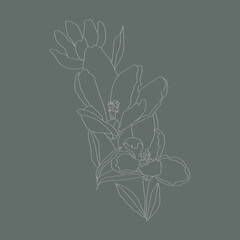 crocuses line art buds flowers with leaves 3 pieces black and white vector botanical illustration hand drawing sketch