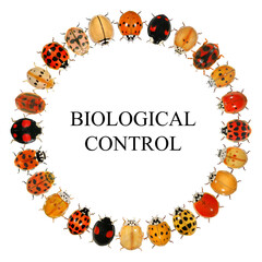 Fototapeta premium Beetles. Circular design with ladybugs (ladybird beetles) (Coleoptera: Coccinellidae). Isolated on a white background 
