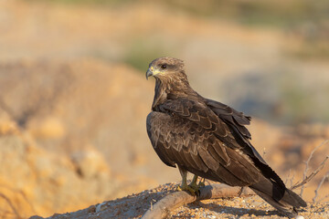Black Kite.
Medium-sized, rather nondescript raptor with overall dark plumage. Slightly forked tail, the fork disappearing when the tail is fully open. Head and neck are short.