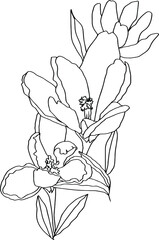 crocuses line art buds flowers with leaves 3 pieces black and white vector botanical illustration hand drawing sketch
