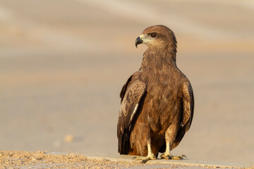 Black Kite.
Medium-sized, rather nondescript raptor with overall dark plumage. Slightly forked tail, the fork disappearing when the tail is fully open. Head and neck are short.