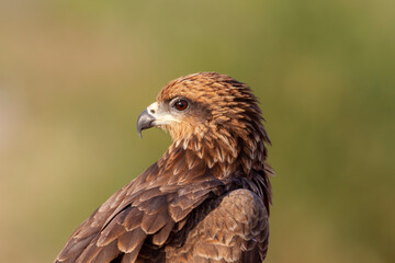 Fototapeta premium Black Kite. Medium-sized, rather nondescript raptor with overall dark plumage. Slightly forked tail, the fork disappearing when the tail is fully open. Head and neck are short.