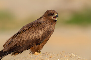 Black Kite.
Medium-sized, rather nondescript raptor with overall dark plumage. Slightly forked tail, the fork disappearing when the tail is fully open. Head and neck are short.