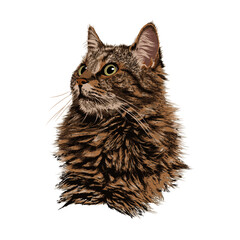 gato real ilustración rostro animal felino - obrazy, fototapety, plakaty