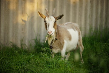 Goat eating grass in the spring garden