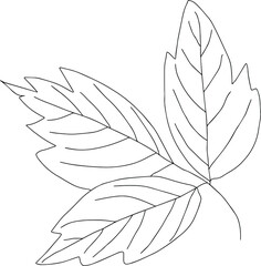 botanical floristic sketch contour branches with leaves. Vector isolated minimalistic branch on a background