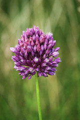 Lilac clover bud close up on green background