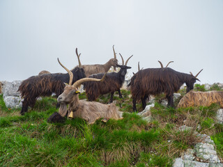 Herd of wild goats grazing in the meadows on the Italian Alps. Mountain natural environment