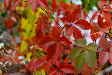 red maple leaves