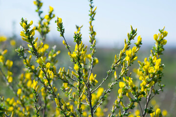 Obraz premium Chamaecytisus ratisbonensis. yellow flowers and green leaves on a plant branch. in the forest or in the field. floral natural background, close-up. nature in spring. Honey plants Ukraine.