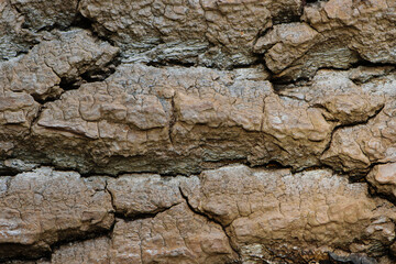 Tree bark texture. natural background, bark close-up. old tree, bark structure. macro photo. tree, log, natural tree bark log pattern texture background
