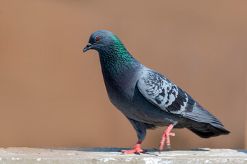 Rock Dove.
The rock dove, rock pigeon, or common pigeon is a member of the bird family Columbidae. In common usage, this bird is often simply referred to as the 