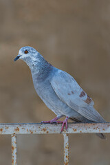 Rock Dove.
The rock dove, rock pigeon, or common pigeon is a member of the bird family Columbidae. In common usage, this bird is often simply referred to as the 