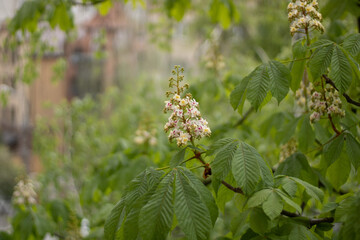 Chestnut tree with blossoming spring flowers against blue sky, seasonal floral background