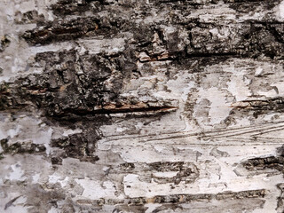 Fototapeta na wymiar Textured bark of a birch tree. Wooden texture