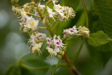 Aesculus hippocastanum flowering of a horse chestnut in a park in cologne in spring