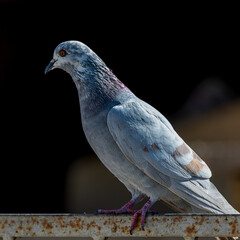Rock Dove.
The rock dove, rock pigeon, or common pigeon is a member of the bird family Columbidae. In common usage, this bird is often simply referred to as the 