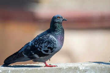 Rock Dove.
The rock dove, rock pigeon, or common pigeon is a member of the bird family Columbidae. In common usage, this bird is often simply referred to as the 