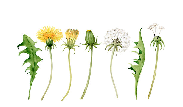 set of watercolor illustrations of yellow meadow flowers dandelion and green leaves on a white background. hand painted for design and invitations.