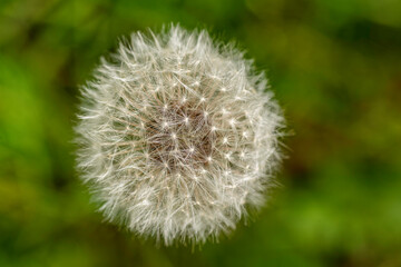 Dandelion close up, isolated with green background