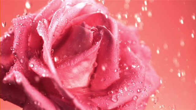 Pink Rose flowers with blurred sofe pastel color background for love  wedding and valentines day 12590992 Stock Photo at Vecteezy
