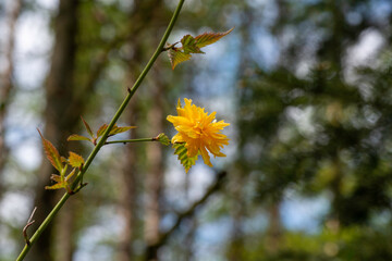 yellow wild flower on the bokeh background