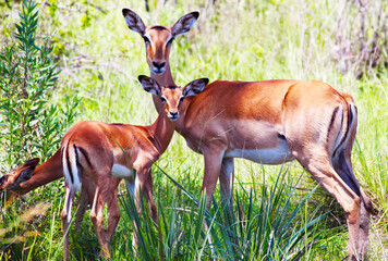 Wild antelopes in an African park. Animals in their natural environment. Photo for wallpaper, postcard and background.