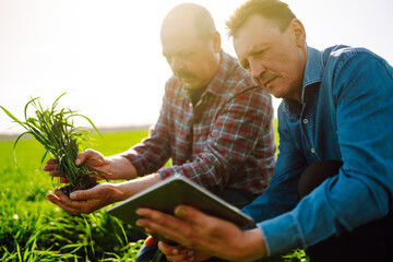 Farmers with a tablet in their hands in a green wheat field on a sunny day. Agro business....