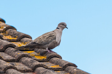 Eurasian collared dove, Collared dove, Streptopelia decaocto