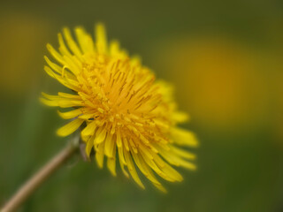 Closeup of Dandelion flower with copy space 