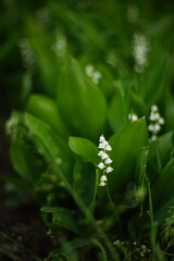 lilies of the valley grow in the spring garden