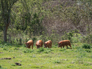 Four Tamworth piglets roam free in natural habitat