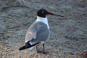 Seagull bird standing in the dirt