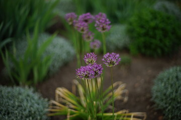 Garlic violet flowers growing in the spring garden