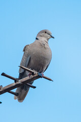 Eurasian collared dove, Collared dove, Streptopelia decaocto