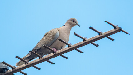 Eurasian collared dove, Collared dove, Streptopelia decaocto