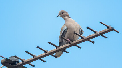 Eurasian collared dove, Collared dove, Streptopelia decaocto