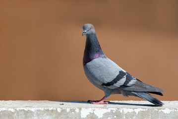 Rock Dove.
The rock dove, rock pigeon, or common pigeon is a member of the bird family Columbidae. In common usage, this bird is often simply referred to as the "pigeon". 