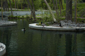 ducks on the lake, fascinatring park in spring