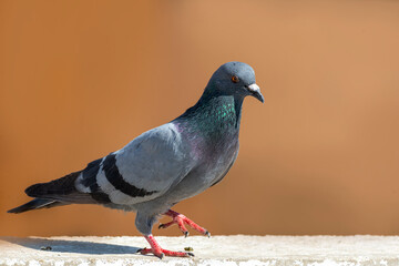 Rock Dove.
The rock dove, rock pigeon, or common pigeon is a member of the bird family Columbidae. In common usage, this bird is often simply referred to as the "pigeon". 