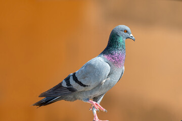 Rock Dove.
The rock dove, rock pigeon, or common pigeon is a member of the bird family Columbidae. In common usage, this bird is often simply referred to as the "pigeon". 