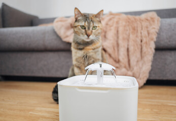 Domestic cat watching water from the fountain of the pet drinker. - 433830912