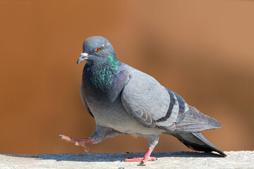 Rock Dove.
The rock dove, rock pigeon, or common pigeon is a member of the bird family Columbidae. In common usage, this bird is often simply referred to as the "pigeon". 