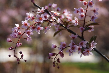 pink cherry blossom