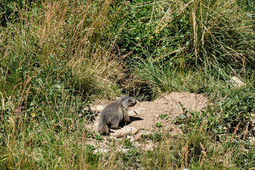 Marmotte au col du Lauzanier